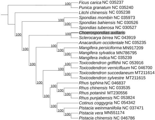 Figure 1. Maximum-likelihood phylogenetic tree for C. axillaris based on 21 complete cp genome in Anacardiaceae, with Litchi chinensis Sonn., Punica granatum L., and Ficus carica L. as outgroup. The bootstrap values are located on each node and the Genbank accession numbers are shown beside the Latin name of the species.
