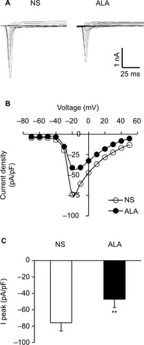 Figure 5 ALA decreased sodium current densities of DRG neurons.Notes: (A) Examples of voltage-gated sodium currents recorded from NS- (left) and ALA-treated rats (right). Membrane potential was held at −60 mV and voltage steps were from −70 to +50 mV with 10 mV increments and 80 ms duration. (B) I–V curves for sodium currents of colon DRG neurons from NS- (n=10) and ALA-treated rats (n=13). (C) Bar graph showing the mean peak sodium current densities. ALA treatment significantly reduced the peak sodium currents densities (**p<0.01, compared with NS, Mann–Whitney test).