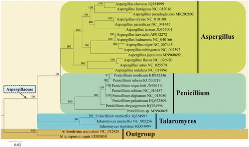 Figure 1. Phylogenetic relationship between Aspergillus japonicus and its allies in the family Aspergillaceae based on the Bayesian inference analysis of 14 concatenated mitochondrial protein-coding genes (PCGs). The 14 PCGs are comprised of five subunits of the respiratory chain complexes (cob, cox1, cox2, cox3), ATPase subunits (atp6, atp8, atp9), and NADH: quinone reductase subunits (nad1, nad2, nad3, nad4, nad4L, nad5, nad6). Bayesian inference posterior probabilities are shown above the internodes.