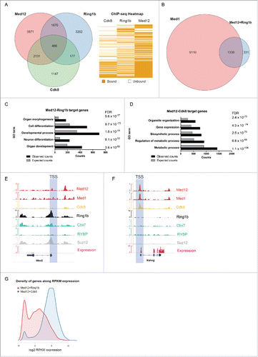 Figure 1. Ring1b and Med12 target key developmental genes in mouse ESCs. (A) Venn diagram and heatmap of Med12, Ring1b and Cdk8 target genes in mESCs. For the Cdk8 dataset (GSE44288) we performed peak calling with a q value of 1e-5 and annotations with the closest gene promoter (+/−5 kb around the TSS). For the other data sets the qualitative occupancy data were downloaded from the supplementary material of the respective publications. (B) Venn diagram of common Ring1b-Med12 target genes (Ring1b-Med12 only-without Cdk8-, 1670 genes) that overlap with Med1 target genes. (C) GO-enriched terms of Med12-Ring1b and (D) Med12-Cdk8 target genes in mESCs. FDR represents the corrected P-value. (E-F) Med12 but not Cdk8 localize with Cbx7-PRC1 at promoters of repressed differentiation genes in mESCs. Med12 and Cdk8, but not PRC1/PRC2, localize at promoters of expressed genes in mESCs. Screenshots from ChIP-seq profiles of Med1, Med12, Cdk8, Ring1b, Cbx7, RYBP and Suz12 for selected genes. The expression levels of the selected genes (Msx2 and Nanog) are shown. (G) Density distributions of Med12+Ring1b (red) and Med12+Cdk8 (blue) target genes expression. The majority of Med12+Cdk8 targets are expressed at high levels in mESCs whereas the Med12+Ring1b targets have low or no expression. The y-axis shows the density (probability). We omitted this axis from the graph as we only intended to focus on the shift in the x-axis.