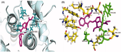 Figure 2. (A) Docking of AGE into the active site of COX-2. The amino acid Val-116, Leu-117, Val-349, Leu-359, Leu-531 involved in hydrogen bond interaction with AGE, are highlighted. (B) The Arg-120 and Ser 530 residue of the target enzyme interacted with AGE, are highlighted.