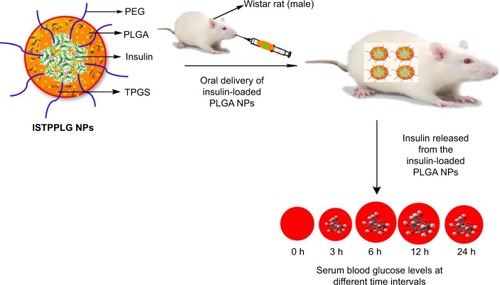 Figure 5 Schematic illustration of insulin release from insulin-loaded TPGS-emulsified PEG-capped PLGA nanoparticles.Abbreviations: PEG, poly(ethylene glycol); PLGA, poly(lactic-co-glycolic) acid; TPGS, tocopherol poly(ethylene glycol) 1000 succinate.