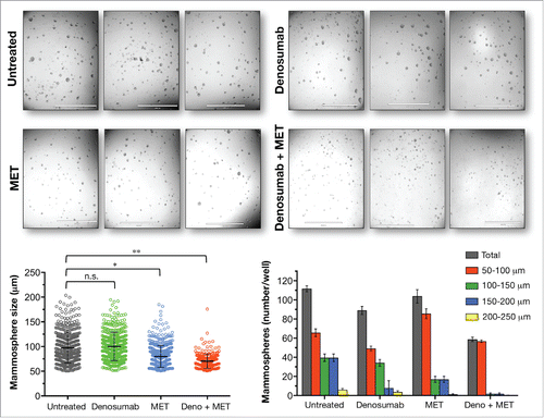 Figure 2. Metformin sensitizes mammosphere-initiating cells to denosumab. Cell2Sphere™ assays using BRCA1-deficient MDA-MB-436 cells were performed as per the manufacturer's instructions ((http://stemtektherapeutics.com/en/cell2sphere#cell2sphere_kit). Drugs were added to quintuplicate sets of wells on days 1 and 4 without replenishing the medium. ImageJ was used to quantify the size (left; central lines indicate mean values) and number (right) of 6-day-old mammospheres. *P < 0.05, **P < 0.001 MET, Metformin. Size bar = 2000 μm.