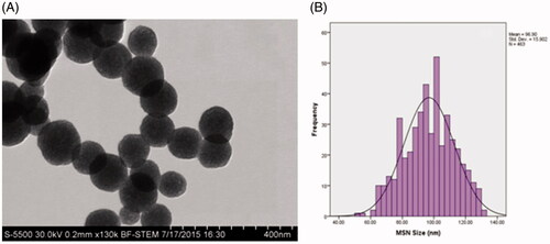 Figure 2. BF-STEM image of the as-prepared MSNPs (A) and size distribution histogram of the synthesized MSNPs (B).