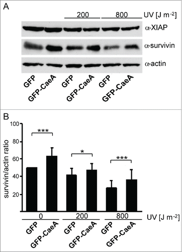 Figure 2. CaeA leads to survivin up-regulation. HEK293 cells stably expressing GFP or GFP-CaeA were exposed to UV-light (200 J/m2 or 800 J/m2) and incubated for 6 h. (a) Proteins were separated by SDS-PAGE, transferred to a PVDF membrane and probed with antibodies against survivin, XIAP and actin as loading control. The result of one representative experiment out of 3 independent experiments with similar results is shown. (b) Densitometric analysis of the survivin/actin ratio was performed using ImageJ. The data shown represent average values ± SD from at least 3 independent experiments. *P < 0.05 ***P < 0.001