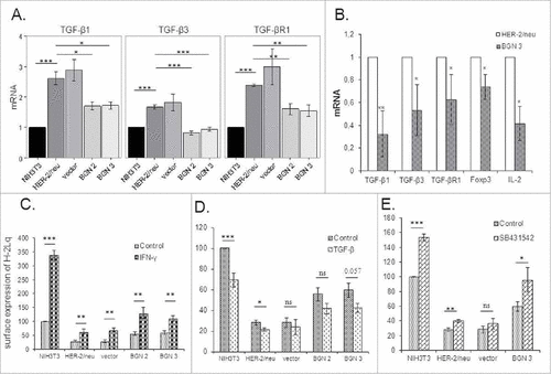 Figure 5. Changes of the TGF-β pathway and MHC class I surface antigens by treatment with TGF-β and IFN-γ. A. mRNA expression of TGF-β isoforms 1 (TGF-β1 and 3) and the TGF-βR1 in BGNlow/neg and BGNhigh HER-2/neu+ cells. The expression of components of the TGF-β pathway was analysed by qPCR as determined in Materials and Methods. The results represent the mean of three independent experiments and expressed relative to NIH3T3 cells (set 1). B. Analysis of TGF-β and Treg in BGNlow vs. BGNhigh HER-2/neu+ cells. The expression levels of TGF-β isoforms (TGF-β1 and 3) and receptor (TGF-βR1), were analysed in BGNhigh HER-2/neu+ tumor lesions in vivo using qPCR. C. Enhanced MHC class I surface expression upon IFN-γ treatment. Untreated and 20ng/ml IFN-γ-treated cells were subjected to flow cytometry as described in Materials and Methods. MFI was determined and expressed relative to NIH3T3 cells (100%). D. Effects of TGF-β on MHC class I surface expression. Untreated and 40ng/ml TGF-β-treated cells were subjected to flow cytometry as described in Materials and Methods. E. Influence of the TGF-β inhibitor on MHC class I surface expression. NIH3T3, BGNlow/neg and BGNhigh HER-2/neu+ cells were either left untreated or treated with 20 ng/ml TGF-β inhibitor (SB431542), before MHC class I surface expression was determined by flow cytometry. MFI of MHC class I surface expression of untreated and SB431542-treated BGNlow/neg and BGNhigh HER-2/neu+ cells was correlated to MFI of untreated NIH3T3 cells, which was set 100%. The experiments were at least performed three times and results represent the mean of these experiments.