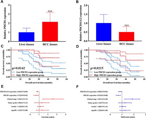 Figure 6 Validation of the expression and overall survival of PDCD1 and PDCD1LG2 in HCC. (A and B) The mRNA level of PDCD1 was upregulated while the mRNA level of PDCD1LG2 was downregulated in HCC versus liver tissues. (C and D) HCC patients with high PDCD1 and PDCD1LG2 expression had a better overall survival. (E and F) Univariate and multivariate analysis demonstrated PDCD1, PDCD1LG2 and clinical stage as prognosis factor affecting the OS of HCC patients. ***P < 0.001.