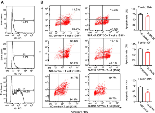 Figure 7 Knockdown of DPY30 in MMAC-SF cells inhibited T cell apoptosis. (A) The PD1+ level in human T cells from 3 normal samples were analyzed by flow cytometry. (B) Flow cytometry was used to analyze the apoptosis of T cells in the co-culture model with MMAC-SF cells and PD1+ T cells. *P< 0.05, **P< 0.01. #Indicates the sample number.
