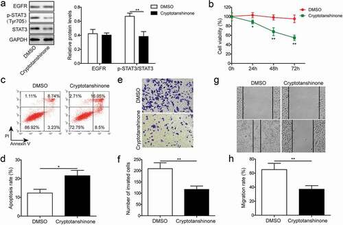 Figure 6. STAT3 inhibition suppresses cell proliferation, apoptosis, migration and invasion. (a). Western blotting was performed to assess expression of EGFR and phosphorylation of STAT3 (Tyr705) in lung cancer cell line H1975 in response to cryptotanshinone treatment. GAPDH was used as a loading control. (b). MTT assay was performed to evaluate the effect of cryptotanshinone on proliferation of lung cancer cell line H1975. (c-d). Flow cytometry with Annexin V/PI staining was used to assess the effect of cryptotanshinone on apoptosis of lung cancer cell line H1975. (e-f). Transwell assay was used to determine the effect of cryptotanshinone on invasion ability of lung cancer cell line H1975. G-H. Wound healing assay was performed to evaluate the effect of cryptotanshinone on migration ability of lung cancer cell line H1975. Data were shown as mean±SD, the result was a representative of three independent experiments. ** p< 0.01 and * p< 0.05