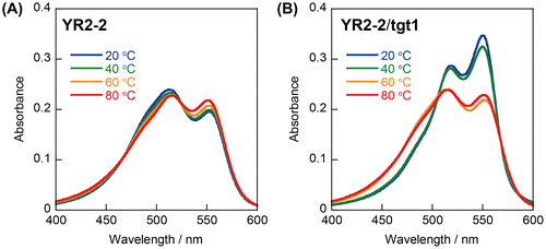 Figure 4. Effects of temperature on UV-visible absorption spectra of YR2–2 (A) without or (B) with target RNA. Conditions: 1.0 μM each strand, 100 mM NaCl, 10 mM phosphate buffer (pH 7.0).