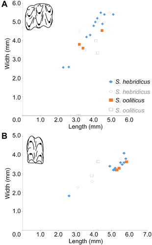 FIGURE 8. Scatterplots of postcanine measurements of Stereognathus. A, upper postcanines; B, lower postcanines. Key for B, as in A. Solid symbols denote complete specimens; open symbols denote incomplete specimens (orange square = S. ooliticus; blue diamond = S. hebridicus). Measurements in Table 1.