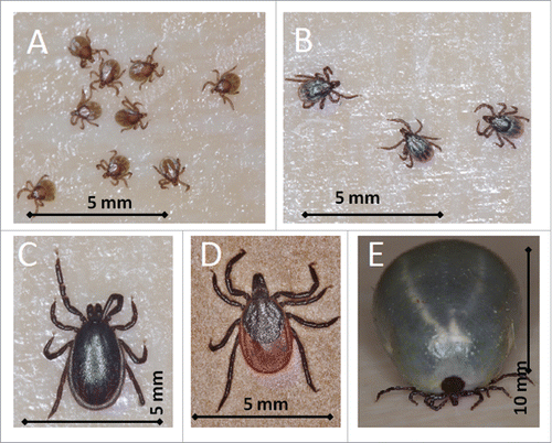 Figure 1. Life stages of Ixodes ricinus ticks: larvae- size 0.8 mm (A), nymphs – size 1.2×1.5 mm (B), adult male - size 1.5×2.5 mm (C), unfed female – size 2×4 mm (D), and fully engorged female 7×11 mm (E). (photo by Jan Erhart).