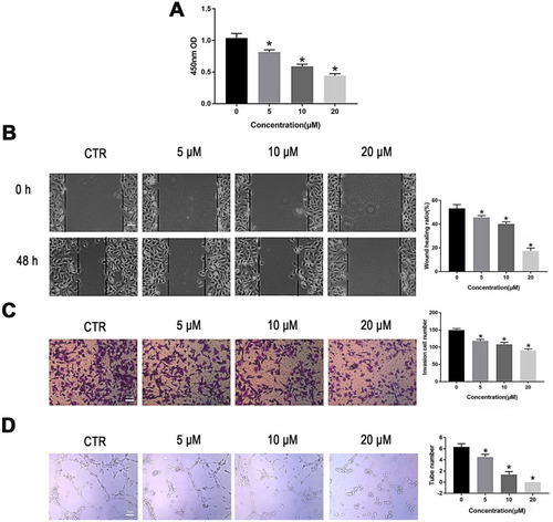 Figure 2 PT suppresses proliferation, migration, invasion and tube formation of HUVECs. (A) CCK-8 analysis for HUVECs proliferation; (B) Wound healing analysis for HUVECs migration; (C) Transwell Matrigel analysis for HUVECs invasion; (D) Tube formation analysis for HUVECs tube formation. Representative results and quantitative data of tube formation of HUVECs. All data were represented as means ± SD, n = 3, *P < 0.05.