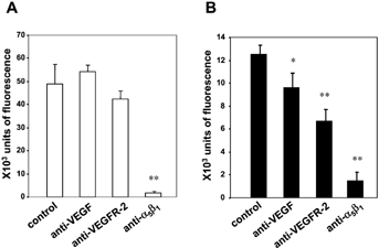 2 Adhesion to fibronectin. LNCaP (A) and LNCaP-C4-2 (B) cells were harvested, labeled with calcein, preincubated with anti-VEGF, anti-VEGFR-2, or anti-α 5β1 antibody (15 μg/ml each), then were added to fibronectin-coated wells (10 μg/ml). After 1 h incubation, wells were washed and adhesion was measured. Nonspecific adhesion to BSA-coated wells was subtracted. The data shown are means ± SD of triplicates in each experiment and are representative of three separate experiments. Statistical analysis was performed using t-test, symbol (*) indicates p < 0.05 and (**) indicates p < 0.01.