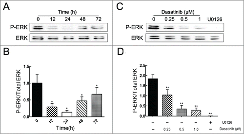 Figure 5. Effect of dasatinib on the expression of phospho-ERK. P-ERK expression was assayed with the treatment of 1.0 μM dasatinib at the indicated time of 0, 12, 24, 48, 72 h (A) and at the indicated concentrations of 0, 0.25, 0.5, 1.0 μM for 24 h (C). U0126 acts as the positive control group. (B, D) The quantification of P-ERK expression was normalized to the total content of ERK. Each column shows the mean ± SD of 3 independent experiments, performed in triplicate. *P < 0.05 and **P < 0.01, versus the control group.