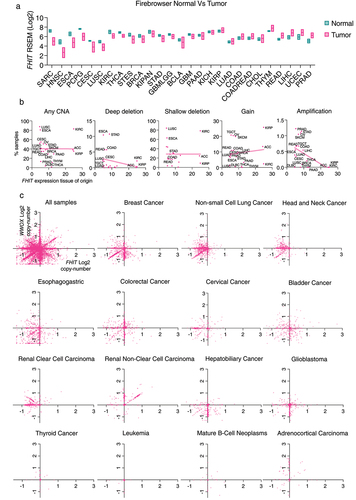 Figure 3. (a) RSEM mRNAseq FHIT expression profiles for normal tissues and tumors of the same tissue. The center line of the box represents the median, box ends represent respectively the first and third quartiles. Data from Firebrowse. (b) Distribution of FHIT copy number alterations across cancer types in relation with FHIT expression in normal tissue. Each TCGA pan-cancer study is represented as a single dot in the scatter plot. The horizontal axis represents the expression of FHIT in normal tissue from consensus dataset (nTPM) in Human Protein Atlas Database, and the vertical axis represents percentage of samples with copy number alterations in cancers originating from each tissue. From left to right, representation of percentage of samples with any copy number alteration, deep deletions, shallow deletions, gain or amplification. (c) Scatter plot between FHIT Log2 copy number (horizontal axis) and WWOX Log2 copy number (vertical axis) in different TCGA pan-cancer studies.
