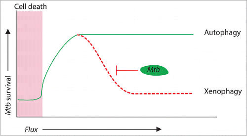 Figure 1. Optimizing autophagy-mediated regulation of intracellular Mtb survival. At very low autophagy levels (shaded zone), cellular survival is compromised, killing Mtb collaterally. With an increase in autophagy flux (green line) cellular survival is maintained. When autophagy flux is coupled with xenophagy flux (red dotted line, as in the case of rapamycin treatment), bacterial survival again gets compromised. An interesting facet of this model is at the junction where an increase in autophagy flux rescues cell death. At this junction, an increase in autophagy could have probacterial effects rather than the established antibacterial function as long as the bacteria have a means of avoiding sequestration or (in the case of Mtb) maturation of bacteria-containing autophagosomes. The red inhibition mark highlights the point that Mtb selectively inhibits xenophagy flux.