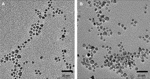 Figure 2 Transmission electron microscopy (TEM) images of nanoparticles.Notes: (A) Image of oleic acid-coated iron oxide nanoparticles. (B) TEM image of chitosan oligosaccharide-functionalized iron oxide nanoparticles.