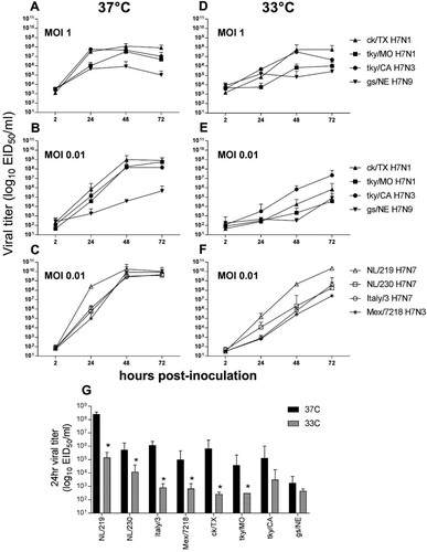 Figure 1. Replication kinetics of LPAI and HPAI H7 influenza viruses in Calu-3 cells. Calu-3 cells were infected apically at an MOI of 0.01 or 1, and cultured at 37°C or 33°C, as indicated with LPAI (A, B, D, E) or HPAI (C, F) viruses. Supernatants were collected at 2, 24, 48, and 72 hrs p.i. and serially titered in eggs for detection of infectious virus. (G), comparison of viral titres 24hrs p.i. from cells infected at a MOI of 0.01 and cultured at either 37°C or 33°C; * denotes p < 0.05 between culture temperatures for each virus. The limit of virus detection was 101.5 EID50/ml. The mean from triplicate independent cultures per virus plus standard deviation is shown.