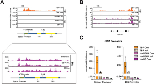 Figure 1. TBP strongly binds onto the promoters of rDNA, while TRF2 only weakly associates with rDNA promoters.