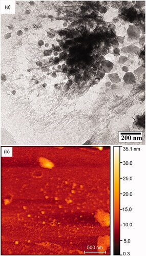 Figure 5. TEM image (a) and AFM with the 3 D scale of Ca10(PO4)6(OH)2/Li-BioMOFs nanostructure related to sample 1 (b).