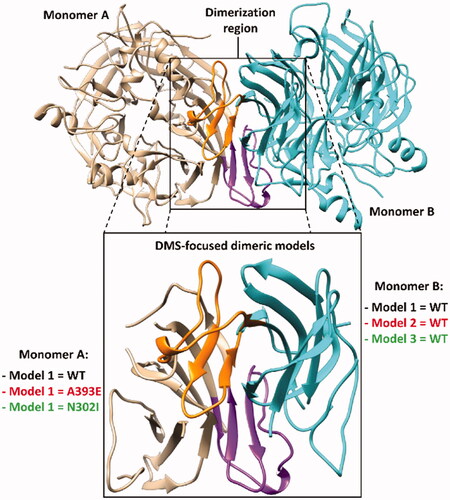 Figure 4. Structure of the DMS-focussed dimeric system compared to the full RPE65 dimer (PDB code 3FSN). The two monomers of both systems are shown in beige and cyan, with the corresponding DMS coloured purple and orange, respectively.