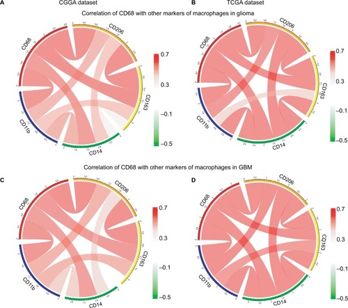 Figure 5 Relationship between CD68 and other markers of macrophages.Notes: (A and B) Correlation of CD68 and other markers including CD11b, CD14, CD163, and CD206 in glioma from CGGA and TCGA datasets. (C and D) Correlation of CD68 and these makers in GBM.Abbreviations: CGGA, Chinese Glioma Genome Atlas; GBM, glioblastoma; TCGA, The Cancer Genome Atlas.