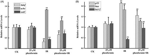 Figure 4. Phenformin shifts apoptosis-related gene expression to the anti-apoptotic state. (A) Expression levels of sod2, bdnf, and ache. (B) Expression levels of p53, bcl-2, and bax. n = 3 replicates, 20 embryos per replicate. **p < .01, vs. control group; #p < .05 or ##p < .05 vs. irradiation group.