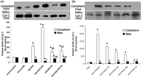 Figure 5. Content of cytochrome c in cytoplasm and mitochondria in vivo (A) and in vitro (B). Data are expressed as Mean ± SD. ANOVA, p < .05. (A) n = 8 in each group. *p < .05 vs Group 1 and Group 2; ＃p < .05 vs Group 3; &p < .05 vs Group 4. (B) *p < .05 vs Group MSA; ＃p < .05 vs Group HOCl-MSA 24 h.