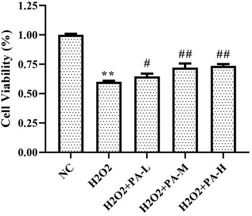 Figure 9. Effect of phenylacetamide on the survival rate of H9c2 cells. The value of the NC group was set at 1, and the relative value was presented as fold induction to that of the NC group. Values are expressed as the mean ± SD of 6 samples. *p < 0.05, **p < 0.01 vs. NC group; #p < 0.05, ##p < 0.01 vs. H2O2 group.