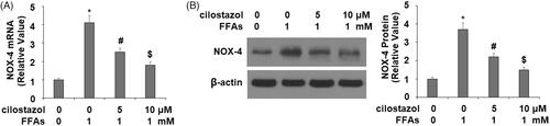 Figure 2. Cilostazol reduces FFA-induced expression of NADPH oxidase 4 (NOX4) in HAECs. Cells were stimulated with high FFAs (1 mM) with or without cilostazol (5, 10 μM) in HAECs for 36 h. (A). mRNA of NOX4 as examined by real-time PCR analysis; (B). Protein expression of NOX4 as examined by western blot analysis (*, #, $, p < .01 vs. previous group).