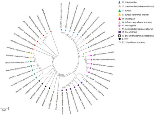 Figure 4 Phylogenetic relationship of bacterial isolates from bacterial meningitis patients with their reference strains. S. pneumoniae (MW405781, MW405782, MW405783, MW405784, MW405785, MT75569.1); E. coli (MT75572 MT916768, MT916769, MT916770); K. pneumoniae (MW208813, MW208814, MW208815, MW208816, MW208817, MT102939); S. aureus (MW148201.1, MW148202.1, MW148203.1, MW148204.1, MT75573.1); H. influenzae (MZ348556, MZ348557, MZ348558, MZ348559, MZ348560); N. meningitidis (MZ318247, MZ318248, MZ318249, MZ318250, MZ318251) isolated from BM patients of Balochistan were compared using 16S rRNA gene sequence with other reference strains using neighbor-joining phylogenetic tree. The bootstrap values were based on 1000 replicates in MEGA X software.