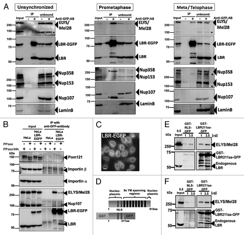 Figure 3. The interaction between ELYS/Mel28 and the LBR is phosphorylation-dependent. (A) Coprecipitation of LBR–EGFP and ELYS/Mel28 was examined from extracts of unsynchronized cells (Unsynchronized), cells synchronized to prometaphase with nocodazole treatment (Prometaphase), and cells released from nocodazole treatment for 60 min (Meta/Telophase). The extracts were incubated with Protein G beads bound with (Anti-GFP-AB) or without (control) anti-GFP antibody. Starting materials (Input), bound fraction to beads (IP), and unbound fractions (unbound) were subjected to SDS-PAGE, followed by western blotting to detect LBR, ELYS/Mel28, Nup107, and lamin B. The upper membranes were probed with Mab414 antibody to detect FG-nucleoporins. (B) Phosphorylation-dependency of the interaction between the LBR and ELYS/Mel28 was tested by addition of either λ-protein phosphatase (λ-PPase) or phosphatase inhibitors to cell extract prepared from prometaphase synchronized cells (see Materials and Methods). HeLa cells (HeLa), or HeLa cells stably expressing LBR-EGFP (HeLa LBR-EGFP) were used. Asterisks mark nonspecific signals. (C) A still image of HeLa cells stably expressing LBR-EGFP used in A and B. Scale bar = 10 µm. (D) LBR contains eight transmembrane (TM) regions. The GST-LBR211aa-GFP fusion construct contains the soluble, nucleoplasmic N-terminus of LBR, including a bipartite nuclear localization sequence (NLS). (E) Pull down experiments performed with GST-LBR211aa-GFP from unsynchronized HeLa cell extract. (F) Same as E, except that pull down was performed from prometaphase synchronized extract with nocodazole treatment.