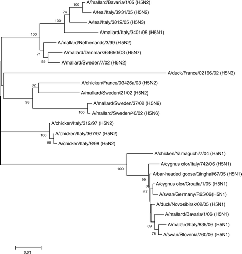 Figure 4.  Phylogenetic analysis of the genome segment encoding for the H5 strains isolated from domestic and wild birds.