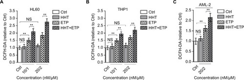 Figure 2 HHT causes elevated ROS generation in AML cells treated with ETP.Notes: HL60 cells (A) and THP1 cells (B) were treated with vehicle control (Ctrl), HHT, ETP, or in combination as indicated for 48 hours. The intracellular ROS level was detected by flow cytometry analysis using DCFH-DA. Results relative to Ctrl are shown. (C) The primary AML cells (AML-2) were treated as indicated for 48 hours. The intracellular ROS level was detected by flow cytometry analysis using DCFH-DA. Results relative to Ctrl are shown. Data were obtained from at least three independent experiments and analyzed by Student’s t-test. Data are expressed as mean ± SD. **P<0.01.Abbreviations: AML, acute myeloid leukemia; DCFH-DA, dichlorofluorescein diacetate; ETP, etoposide; HHT, homoharringtonine; NS, not significant; ROS, reactive oxygen species.