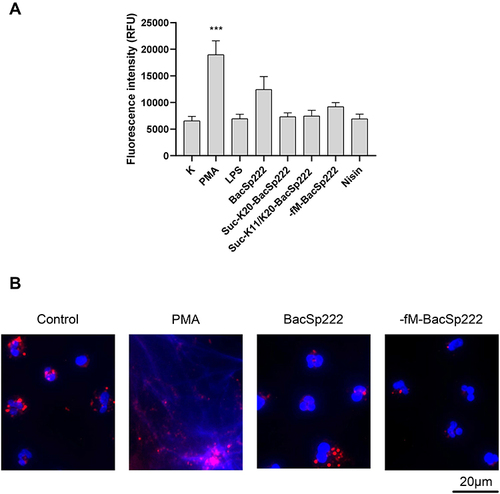 Figure 7 Bacteriocins do not stimulate NETs formation by human PMNs. (A) Human PMNs were incubated in the control medium or with PMA, LPS, various forms of bacteriocin BacSp222, or nisin for 4 h. Released cellular DNA was detected by fluorescence measurement after staining with SYTOX™ Green Nucleic Acid Stain. The bars represent the mean ± SEM (n=5). ***p<0.001. (B) Human PMNs were incubated in the control medium or with PMA, BacSp222, or -fM-BacSp222. The cellular DNA stained with DAPI (blue) and MPO stained using specific antibodies (red) were visualized using fluorescence microscopy.