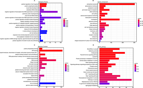 Figure 7 Functional enrichment analysis of differentially expressed Hub gene in the pink. (A–C) GO classification of differentially expressed genes in biological processes, cellular components and molecular functions. (D) The KEGG pathways in the enrichment analysis of differentially expressed Hub genes. Number of genes is represented by bubble scale, and P value is represented by bubble color depth.