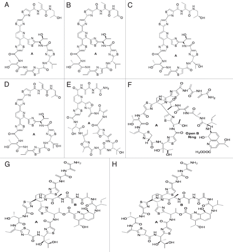 Figure 1 Structures of Micrococcin P1 (A), Micrococcin P2 (B), Thiocillin I (C), YM-266183 (D), Berninamycin (E), Thiostrepton methyl ester (F), Thiostrepton (G) and Siomycin A (H). A and B rings of these compounds are marked.