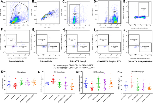 Figure 5 Effect of LBT combined with MTX treatment on macrophages. (A) Flow Cytometry Sample Charts Depicting All Cells Detected in a Single Sample; (B) Diagram of a Single Cell in a Single Sample; (C) Diagram of Living Cells in a Single Sample; (D) Examples of White Blood Cells in a Single Sample; (E) Samples of Macrophages in a Single Sample; (F) Macrophage Polarization Levels in a Single Sample of the Control + Vehicle Group; (G) Macrophage Polarization Levels in a Single Sample of the CIA + Vehicle Group; (H) Macrophage Polarization Levels in the CIA + MTX 1.4mpk Group; (I) Macrophage Polarization Levels in the CIA + MTX 0.5mpk + LBT-L Group; (J) Macrophage Polarization Levels in the CIA + MTX 0.5mpk + LBT-L Group; (K) Macrophage Levels in the Blood of Each Group; (L) The Number of M1 Macrophages in Each Group; (M) The Number of M2 Macrophages in Each Group; (N) The M1/M2 Ratio of Macrophages in Each Group. #P < 0.05, compare with Control +Vehicle; * P < 0.05, compare with CIA+Vehicle; ** P < 0.01, compare with CIA+Vehicle.