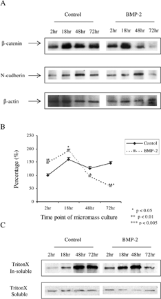 Figure 3 Cells undergoing BMP-2-induced chondrogenic differentiation show modulation of beta catenin and N-cadherin protein levels. Cells were plated as micromass cultures and cultured in serum free conditions, either with BMP-2, 200 ng/ml or vehicle only (PBS). (A). Western blot analysis shows reduced levels of beta catenin protein at 48 and 72 hours in the BMP-2-treated cultures. N-cadherin levels are also reduced at 72 hours in the BMP-2-treated cultures. Equal protein loading is confirmed by reprobing for beta actin. (B). Quantitative analysis of the levels of beta catenin protein at each time point show a biphasic response to BMP-2 treatment with an initial rise in levels followed by a two-fold fall in total beta catenin protein levels by 72 hours. * p < 0.05. Experiment performed in triplicate. (C). Equal concentrations of Triton X-100-soluble (noncadherin-bound) and insoluble (cadherin-bound) cell fractions were analyzed by gel electrophoresis and western blot. Levels of Triton-X soluble beta catenin do not change over the 72 hours, levels of Triton-X insoluble beta catenin are increased at 2 and 18 hours after high density plating in BMP-2-treated cells but reduced by 72 hours.