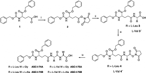 Scheme 1 Synthesis of glutathione analogs. Synthesis of tripeptides ASC-I-74A, ASC-I-74B, ASC-I-75A, ASC-I-74B: (i) N-α-benzyloxycarbonyl-L-glutamic acid α-benzyl 1, N-hidroxysuccinimide, dry dioxane, DCC, 0°C, 12 h, 98%; (ii) R = L-Leu or L-Val, H2O, Et3N, ester 2, THF, rt, 12 h, 76%; (iii) N-α-benzyloxycarbonyl-L-glutamyl(α-benzyl)-L-Leu 3 or L-Val 3′, N-hidroxysuccinimide, dry dioxane, DCC, 0°C, 12 h, 96%; (iv) W = Gly or L-Ala, H2O, Et3N, ester 4 or 4′, THF, rt, 12 h, ASC-I-74A: 85%; ASC-I-74B: 81%; ASC-I-75A: 83%; ASC-I-75B: 76%.