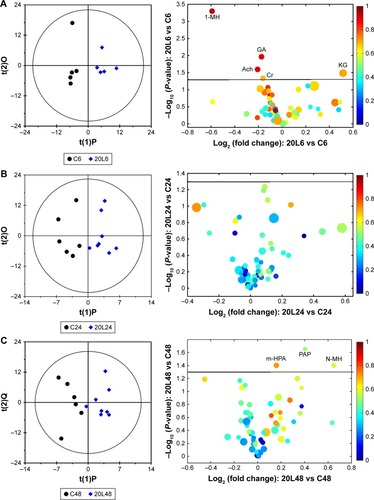 Figure 5 OPLS-DA scores and corresponding volcano plots from the urine.Notes: Orthogonal projection to latent structures with discriminant analysis (left panels) and corresponding volcano plots (right panels) derived from 1H nuclear magnetic resonance data of urine obtained from pairwise groups: C6-20L6 (A), C24-20L24 (B), C48-20L48 (C) and 20L6-20H6 (D). C, L, and H represent the control and low- and high-dose groups, respectively, 6, 24, and 48 represent 6, 24, and 48 hours posttreatment, respectively, 20 represents Fe@Si NPs of 20 nm. Marked circles in color volcano plots represent metabolites with statistically significant differences.Abbreviations: OPLS-DA, orthogonal projection to latent structures with discriminant analysis; Fe@Si, Fe3O4@SiO2-NH2; NPs, nanoparticles; AB, aminobutyrate; AA, acetoacetate; Ab, anabasine; Ace, acetate; Ach, acetylcholine; Aco, aconitate; Act, acetone; AD, acetamide; AH, aminohippurate; Ala, alanine; All, allantoin; Arg, arginine; Asn, asparagine; Ben, benzoate; Bet, betaine; Bu, butyrate; Ch, choline; Ci, citrate; Cn, creatinine; Cr, creatine; DG, deoxyguanosine; DMA, dimethylamine; DMG, dimethylglycine; DU, deoxyuridine; EA, ethanolamine; Eth, ethanol; For, formate; Fum, fumarate; G, glycerol; GA, guanidinoacetate; Glc, glucose; Gln, glutamine; Glu, glutamate; Gly, glycine; GPC, glycerolphosphocholine; HB, hydroxybutyrate; HG, homogentisate; HIB, hydroxyisobutyrate; Hip, hippurate; HIV, hydroxyisovalerate; IB, isobutyrate; Ile, isoleucine; IP, isopropanol; IV, isovalerate; KG, ketoglutarate; KIV, ketoisovalerate; L, lipid; Lac, lactate; LDL, low-density lipoprotein; Leu, leucine; Lys, lysine; MA, methylamine; Mal, malonate; MG, methylguanidine; MH, methylhistidine; m-HPA, meta-hydroxyphenylacetate; m-I, myo-inositol; Met, methionine; MM, methylmalonate; Mol, methanol; NA, nicotinamide; NAD, nicotinamide adenine dinucleotide; NAG, N-acetylglutamate; NAS, N-acetyl glycoprotein signal; N-MH, N-methylnicotinamide; NP, neopterin; o-HPA, ortho-hydroxyphenylacetate; PA, picolinate; PAG, phenylacetylglycine; Pan, pantothenate; PAP, adenosine 3′,5′-diphosphate; PC, phosphocholine; Phe, phenylalanine; p-HPA, para-hydroxyphenylacetate; Prop, propionate; Py, pyruvate; Ser, serine; Suc, succinate; Tau, taurine; TGL, trigonelline; Thr, threonine; TMAO, trimethylamine N-oxide; Trp, tryptophan; Tyr, tyrosine; UC, urocanate; Val, valine; VLDL, very-low-density lipoprotein.