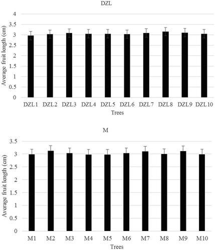 Figure 4. The average length of a Chinese Torreya fruit with standard deviation in ten trees at both study sites