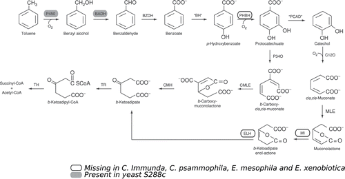 Figure 5. Toluene degradation pathway in fungi. Enzymes that are differently present in the five genomes are highlighted (modified from Parales et al. 2008).