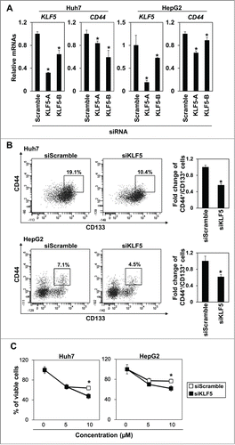 Figure 3. Knockdown of KLF5 decreases CD44+/CD133+ population in hepatoma cell lines. (A) Two independent sequences of siRNA against KLF5 were used to knock-down KLF5 at the concentration of 5nM. Expression levels of KLF5 and CD44 were determined by real-time RT-PCR 48 hours after siRNA transfection. (* P <0.05 vs. scramble siRNA) (B) KLF5 was knocked-down by KLF5-A siRNA at a concentration of 5nM. 48 hours after siRNA transfection, the CD44+/CD133+ subpopulation was analyzed by FACS. A histogram shows relative fold change of CD44+/CD133+ cells in Huh7 and HepG2 cells. (* P<0.05 vs. scramble siRNA) (C) KLF5 was knocked-down by KLF5-A siRNA at a concentration of 5nM. 48 hours after siRNA transfection, sensitivity to 5FU was analyzed by MTS assay (* P<0.05 vs. siKLF5).