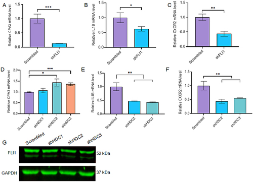 Figure 4 FLI1 regulates genes associated with the asthmatic reaction. (A–C) Relative expression of the CPA3 (A), IL1B (B) and CXCR2 (C) genes in shFLI1 versus control cells, by RT-qPCR. (D–F). Relative expression of the CPA3 (D), IL1B (E) and CXCR2 (F) genes in shHDC2-3 cells, by RT-qPCR. (G) Relative expression of FLI1 in shHDC1-3 cells, by Western blot. P=<0.05 (*), P=<0.01 (**) and P=<0.001 (***) by two-tailed Student’s t-test.