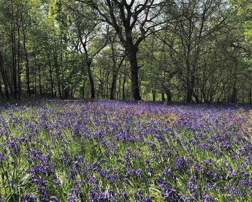 Figure 7. Historic woodland with bluebells (Hyacinthoides non-scripta) on the banks of the Delf Burn, Northumberland, UK. (Photo: Grace Turner, May 2019)