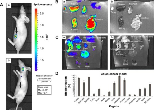 Figure 3 Near-infrared fluorescence-based live mouse imaging in human xenograft CIMP1+/CIMP2−/CIN+ colonic adenocarcinoma model.Notes: (A) (a) Selective localization of Zn-Fe-bLf NCs at the colon cancer-tumor site. (b) Regression in tumor volume after treatment of mice with Zn-Fe-bLf NCs over time. Arrows demarcate the location of tumour. The Zn-Fe-bLf NC-localization trend was quantified in terms of radiant efficiency to denote the antitumor efficacy of Zn-Fe-bLf NCs in the human xenograft colon cancer model (n=5). (B) (a) Localization of Zn-Fe-bLf NCs was noticed in tumors, stomach, spleen, kidney, and intestine. The fluorescence intensity of Zn-Fe-bLf NCs was represented in terms of radiant efficiency. The image is representative of the imaging analysis performed in the Zn-Fe-bLf NC-treatment group (n=5). (b) Ex vivo black-and-white imaging of mouse organs was carried out. The image is representative of the imaging analysis performed in the Zn-Fe-bLf NC-treatment group (n=5). (C) (a) Ex vivo fluorescence imaging of mouse organs was carried out. All mouse organs denoted showed sparse localization of Zn-Fe-bLf NCs. The image is representative of the imaging analysis performed in the Zn-Fe-bLf NC-treatment group (n=5). (b) Ex vivo black-and-white imaging analysis of mouse organs. The image is representative of the imaging analysis performed in the Zn-Fe-bLf NC-treatment group (n=5). (D) Biodistribution patterns of Zn-Fe-bLf NCs in mouse organs in terms of percentage in vital organs of mice (n=5).Abbreviations: CIMP, CpG-island methylator phenotype; CIN, chromosome instability; bLf, bovine lactoferrin; NCs, nanocapsules.