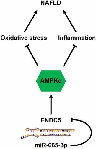 Figure 9. A diagram of the mechanisms of miR-665-3p in the pathogenesis of NAFLD. miR-665-3p directly binds to the 3ʹ-UTR of FNDC5 and inhibit its expression, thereby exacerbating oxidative stress and inflammation via inactivating AMPKα pathway during NAFLD.