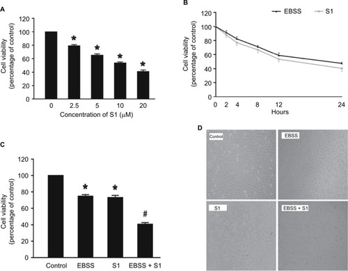 Figure 1 Glucose deprivation enhances the inhibition of HeLa cell proliferation induced by S1.Notes: (A) HeLa cells were treated with S1 (0, 2.5, 5.0, 10.0, and 20.0 µM) for 24 hours, and cell viability was determined by MTT assay. (B) HeLa cells were treated with 10 µM S1 or EBSS for different times (0, 2,4, 8, 12, and 24 hours), and then cell viability was determined by MTT assay. (C) HeLa cells were treated with 10 µM S1 and 10 µM S1 + EBSS for 12 hours, and then, cell viability was determined by the MTT assays. Data are presented as mean ± SD (n=6). *P<0.05 vs control group. (D) Optical microscopy images for HeLa cells in control, 10 µM S1, 10 µM S1, and EBSS.Abbreviation: EBSS, Earle’s balanced salt solution.